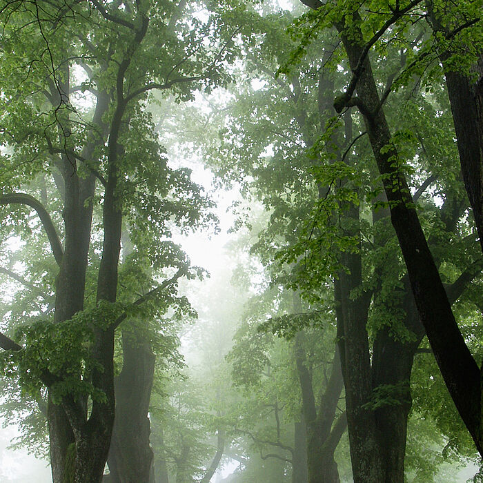 Schutzgebiete - Landschaftsschutzgebiete - Naturdenkmäler - geschützte Landschaftsbestandteile