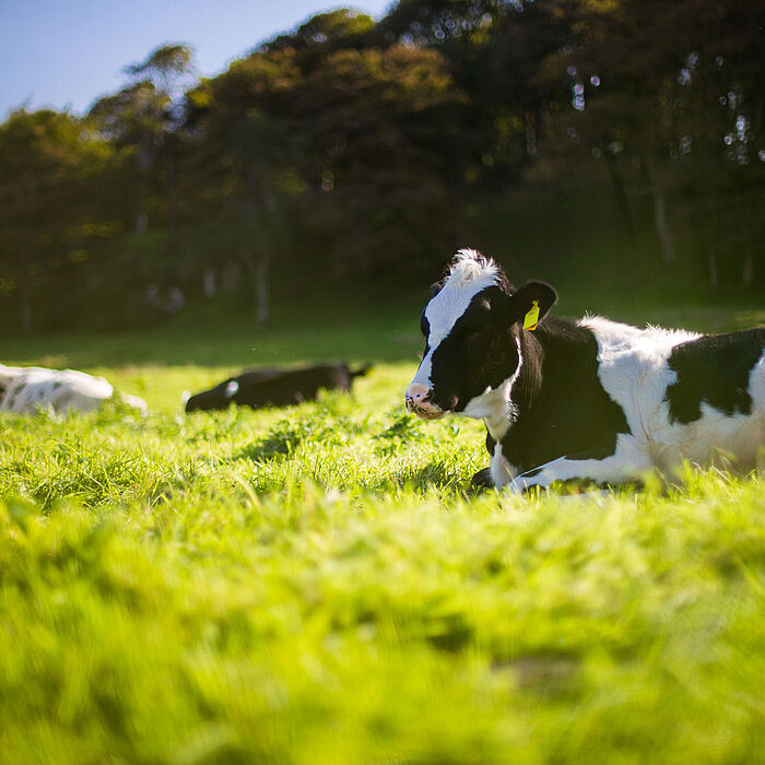 Veterinärwesen - und gesundheitlicher Verbraucherschutz