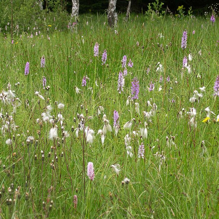 Förderwesen - Vertragsnaturschutz - Landschaftspflege und Naturparkrichtlinien